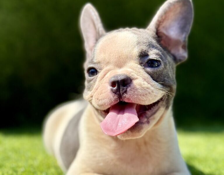 Francuski Buldog prelepi štenci