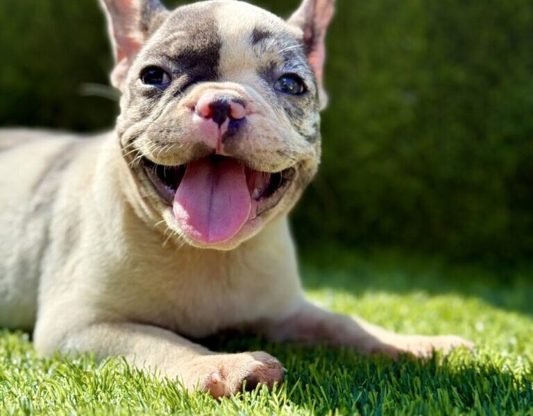 Francuski Buldog prelepi štenci