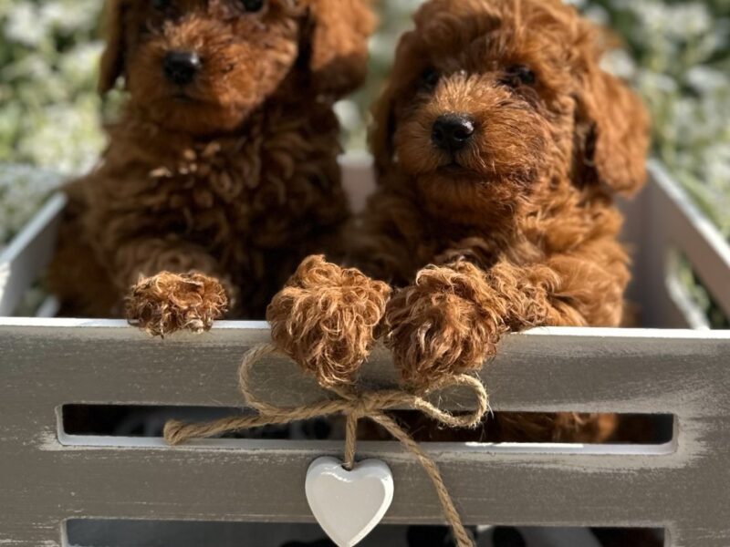 Toy i Mini Pudla stenci