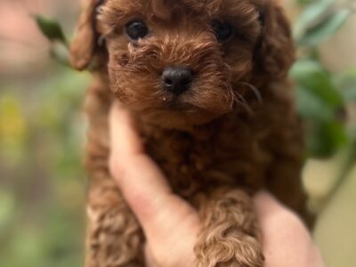 Toy i Mini Pudla stenci