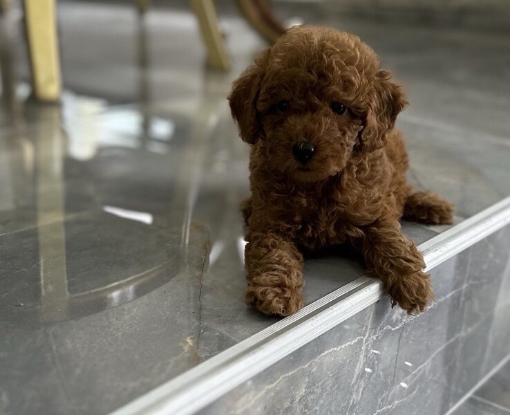 Toy i Mini Pudla stenci