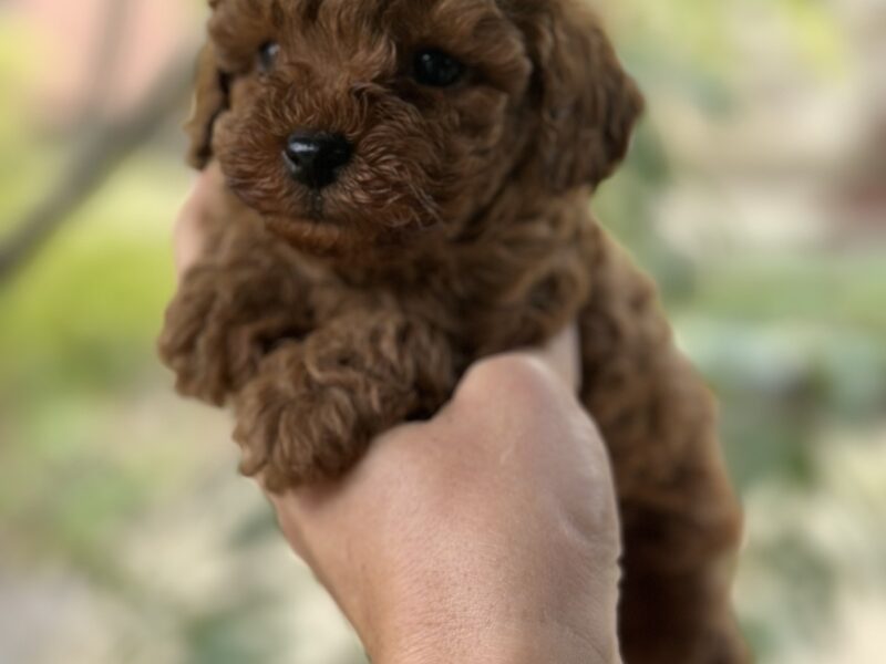 Toy i Mini Pudla stenci