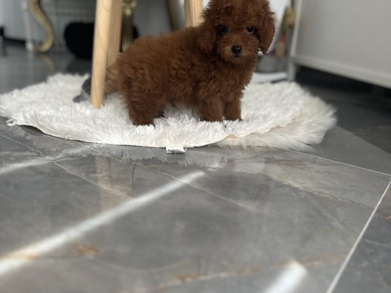 Toy i Mini Pudla stenci