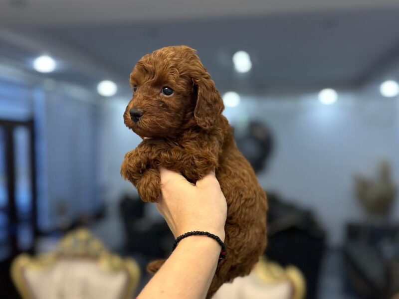 Toy i Mini Pudla stenci