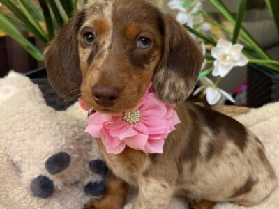 Mini Jazavičari egzotične boje