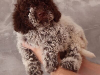 Lagoto romanjolo prelepi stenci