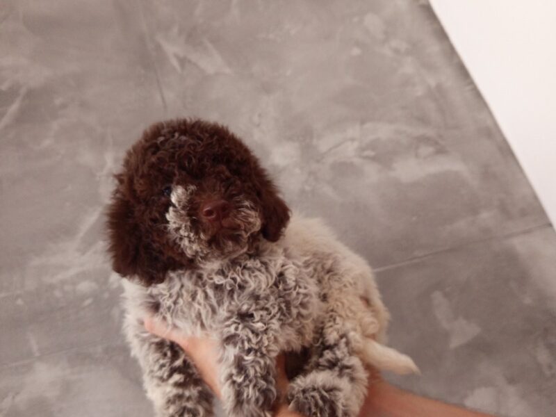 Lagoto romanjolo prelepi stenci