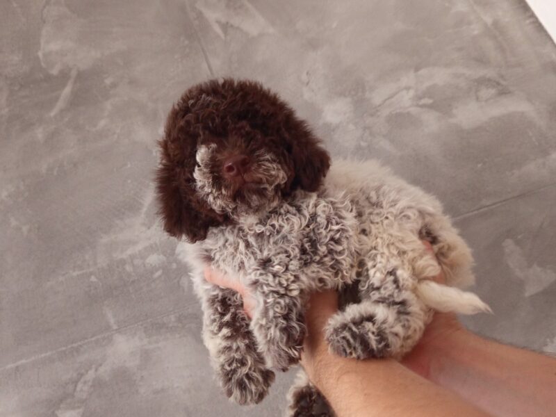 Lagoto romanjolo prelepi stenci