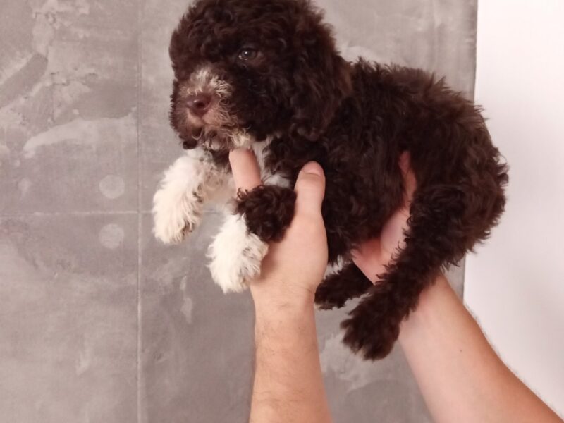 Lagoto romanjolo prelepi stenci