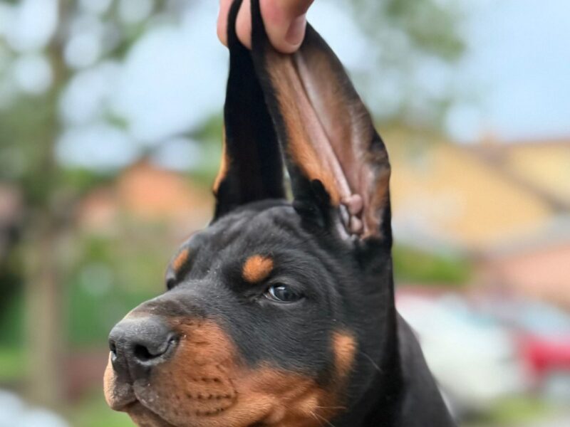 Doberman prelepi stenci