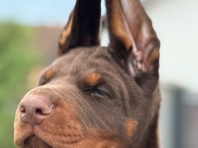 Doberman prelepi stenci