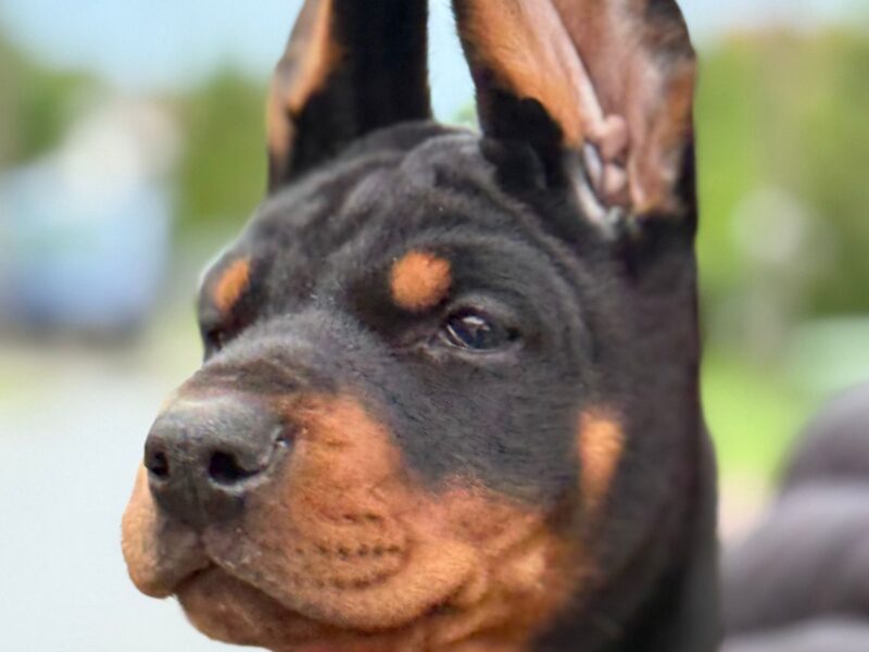 Doberman prelepi stenci