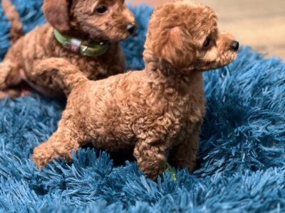 Toy Pudle na prodaju