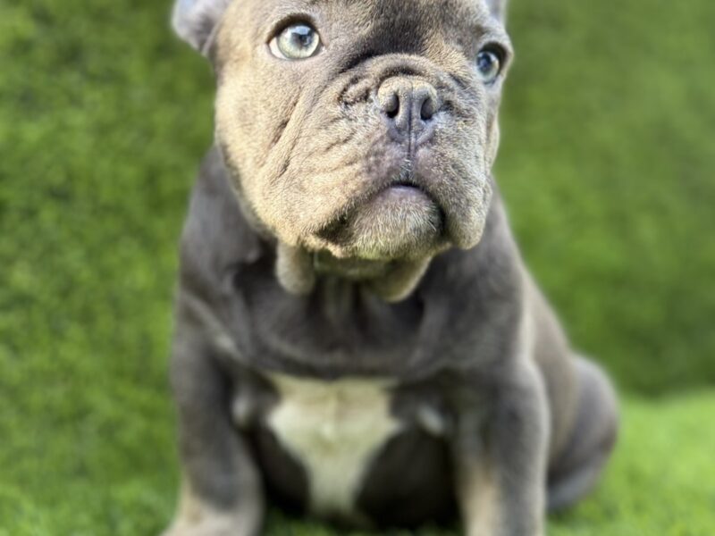 Francuski Buldog prelepi štenci