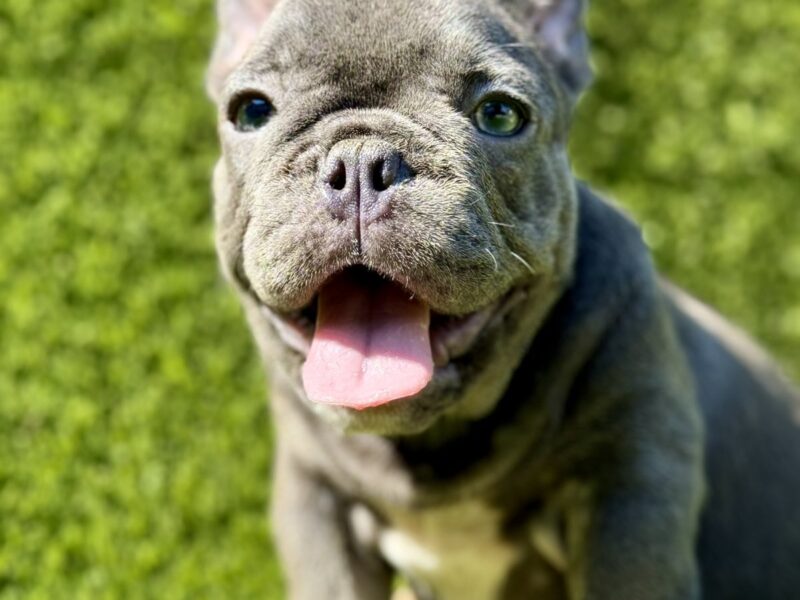 Francuski Buldog prelepi štenci