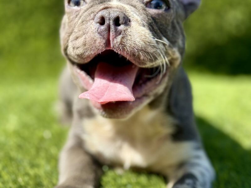 Francuski Buldog prelepi štenci