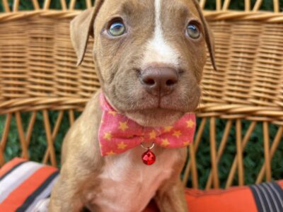 Pit Bull terijer prelepi stenci