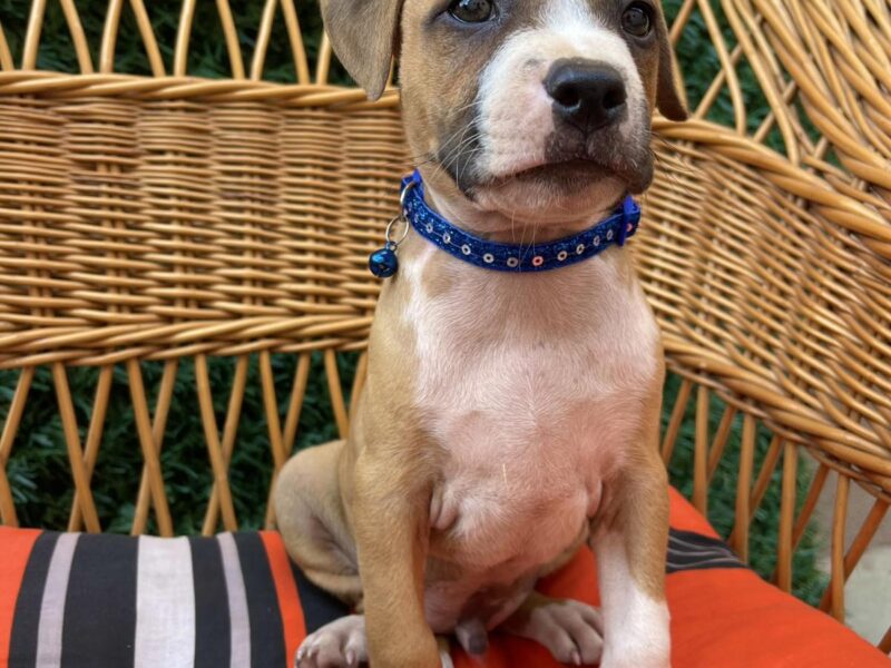 Pit Bull terijer prelepi stenci