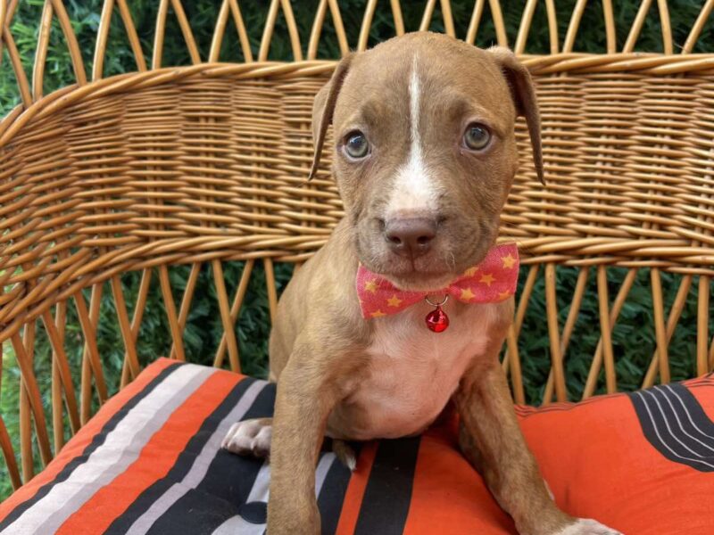 Pit Bull terijer prelepi stenci