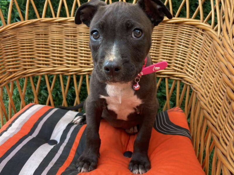 Pit Bull terijer prelepi stenci