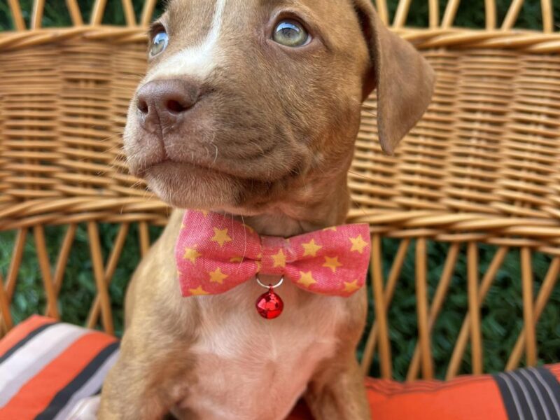 Pit Bull terijer prelepi stenci