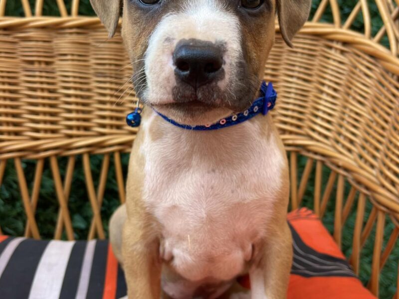 Pit Bull terijer prelepi stenci