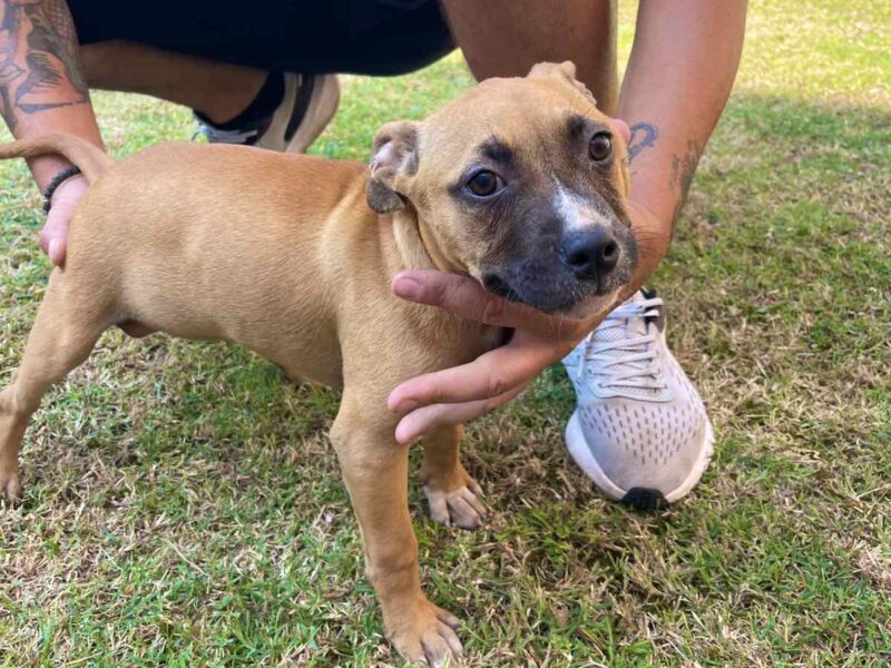 Pit Bull terijer prelepi stenci