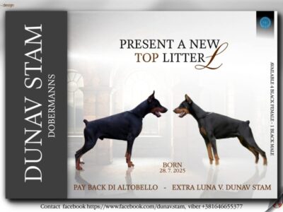 Doberman prelepi stenci