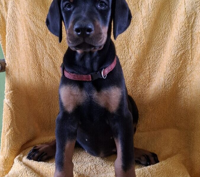 Doberman prelepi stenci