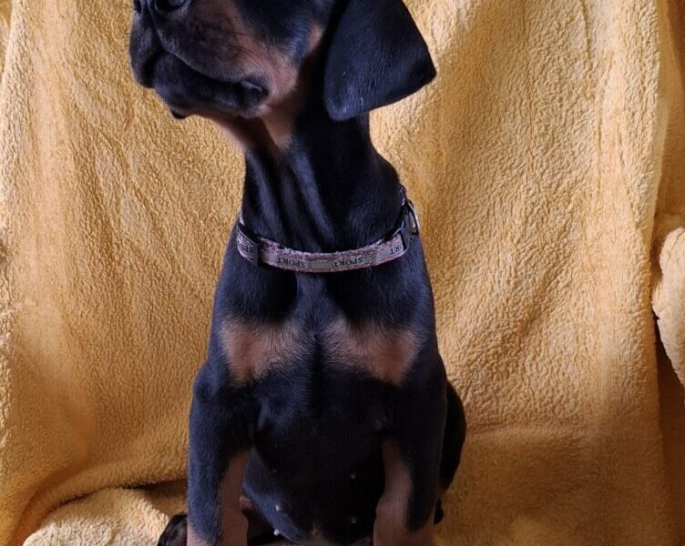 Doberman prelepi stenci