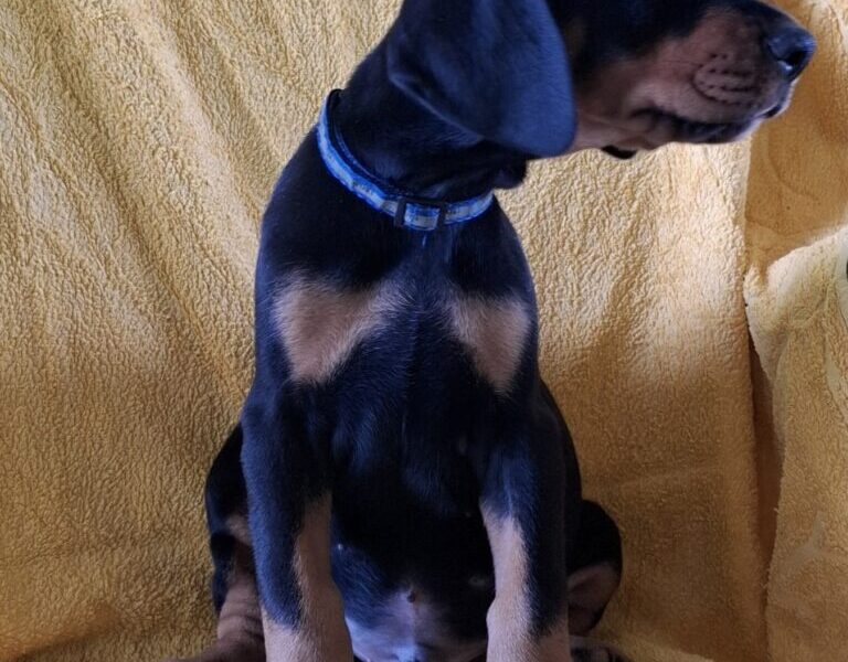 Doberman prelepi stenci