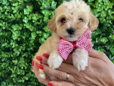 Maltipoo prelepi stenci