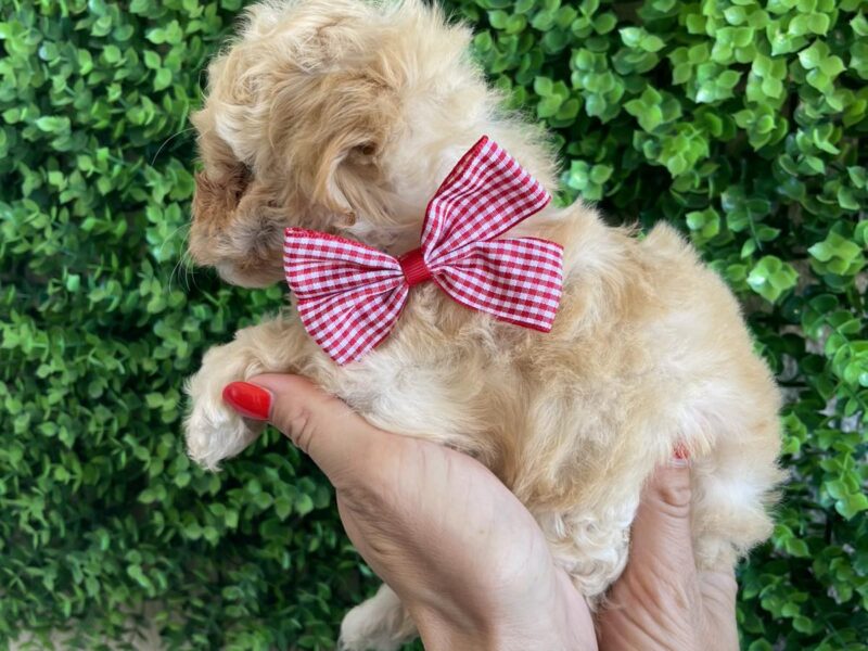 Maltipoo prelepi stenci