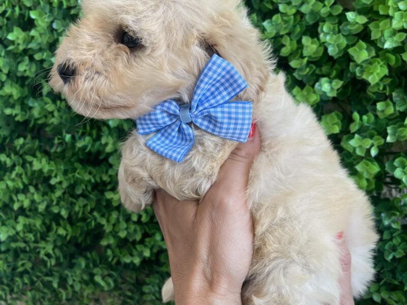 Maltipoo prelepi stenci
