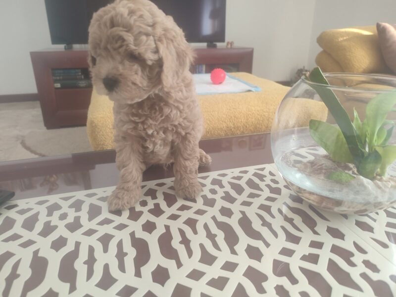 Mini Pudla prelepi stenci