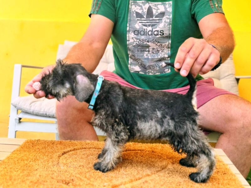 Patuljasti Šnaucer prelepi stenci