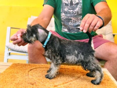 Patuljasti Šnaucer prelepi stenci