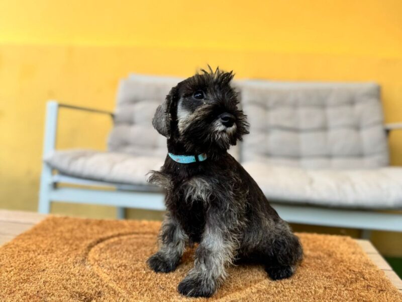 Patuljasti Šnaucer prelepi stenci