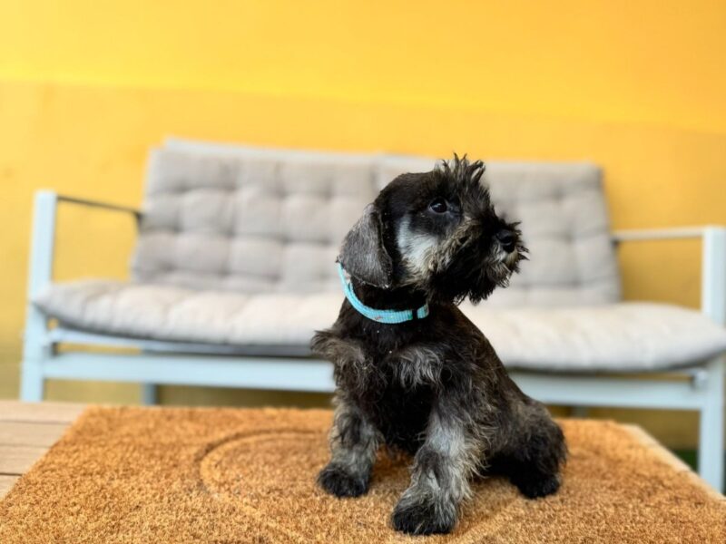 Patuljasti Šnaucer prelepi stenci