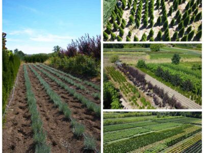 Prestiž Plant Nursery