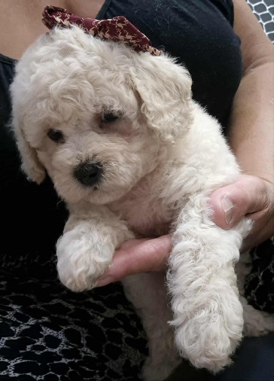 Maltipoo štenci, prelepe bebe