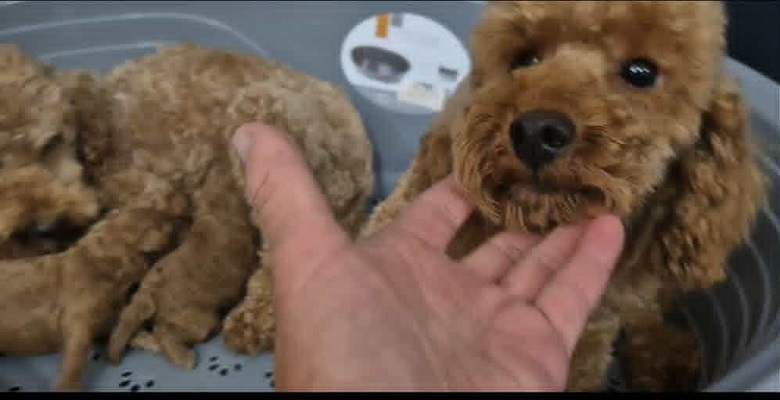 Pudle štenci ekstra kvaliteta