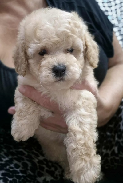 Maltipoo štenci, prelepe bebe