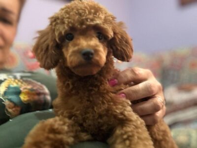 Toy Pudle na prodaju