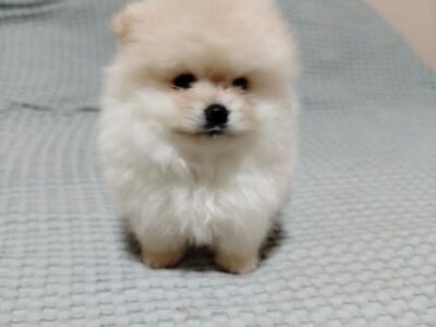 Prelepi Bo medvedici