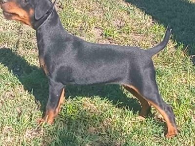 NLT (nemački lovni terijer)