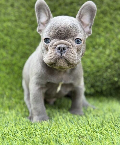 Prelepi štenci FRANCUSKOG Buldoga