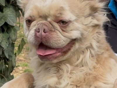 Francuski buldog, zenka u teranju