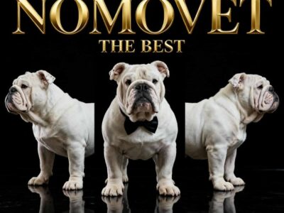 Engleski buldog vrhunski štenci