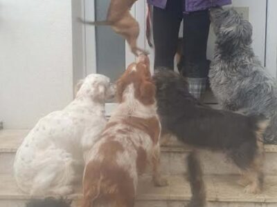 Potreban radnik u prihvatilištu za životinje